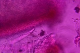 Propolis farinosa image