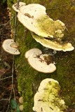 Trametes gibbosa image