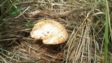 Neolentinus lepideus image