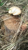 Neolentinus lepideus image