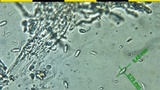 Neolentinus lepideus image