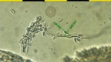 Neolentinus lepideus image