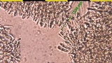 Neolentinus lepideus image