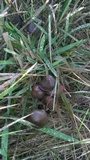 Psilocybe semilanceata image