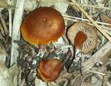 Rhodocybe nitellina image