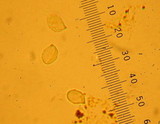 Rhodocybe nitellina image