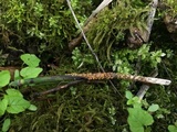 Stamnaria americana image