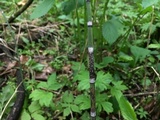 Stamnaria americana image