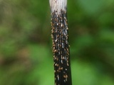 Stamnaria americana image