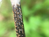 Stamnaria americana image