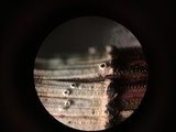 Stamnaria americana image