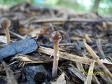 Panaeolus goossensiae image