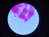 Stamnaria americana image