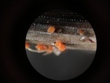 Stamnaria americana image