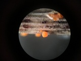Stamnaria americana image