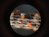 Stamnaria americana image