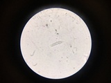 Stamnaria americana image