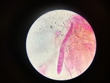 Stamnaria americana image