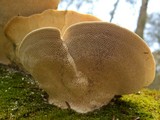 Trametes gibbosa image