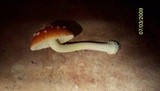 Amanita parcivolvata image