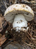 Amanita aprica image