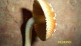 Amanita parcivolvata image