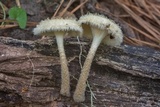 Lentinus crinitus image