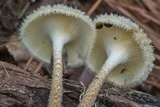 Lentinus crinitus image