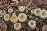 Lentinus crinitus image