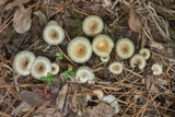 Lentinus crinitus image