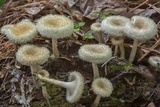 Lentinus crinitus image