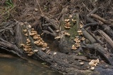 Lentinus crinitus image