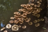 Lentinus crinitus image