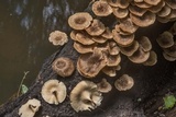 Lentinus crinitus image