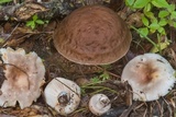 Leccinellum griseum image