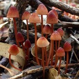 Mycena kuurkacea image