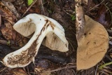 Leccinellum griseum image