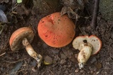 Gyroporus ballouii image