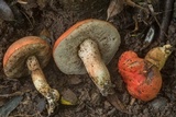 Tylopilus balloui image