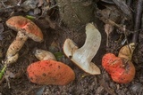 Gyroporus ballouii image
