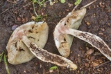 Leccinellum griseum image