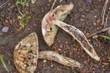 Leccinellum griseum image