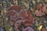 Auricularia angiospermarum image