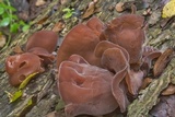 Auricularia angiospermarum image