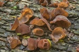 Auricularia angiospermarum image