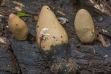 Xylaria poitei image