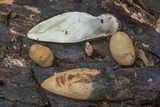 Xylaria poitei image