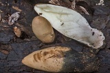 Xylaria poitei image