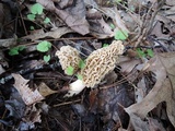 Morchella americana image