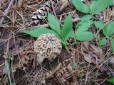 Morchella ulmaria image